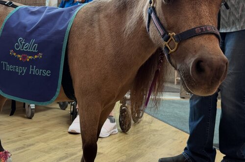 Miniature horses gallop onto campus